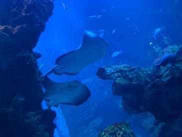 京都水族館に投稿された画像（2021/9/11）