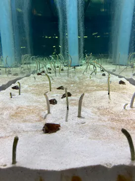 すみだ水族館に投稿された画像（2021/9/11）