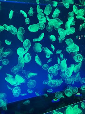 名古屋港水族館に投稿された画像（2021/9/11）