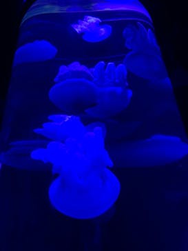 サンシャイン水族館に投稿された画像（2021/9/11）