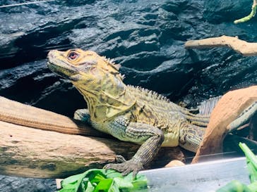 サンシャイン水族館に投稿された画像（2021/9/11）