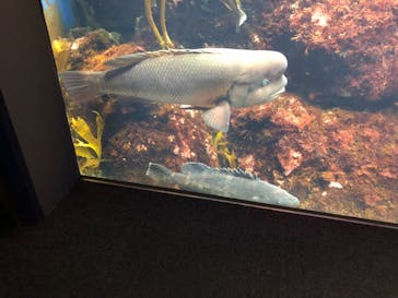 新江ノ島水族館に投稿された画像（2021/9/11）