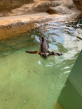 しながわ水族館に投稿された画像（2021/9/11）
