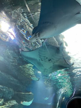 マクセル アクアパーク品川に投稿された画像（2021/9/11）