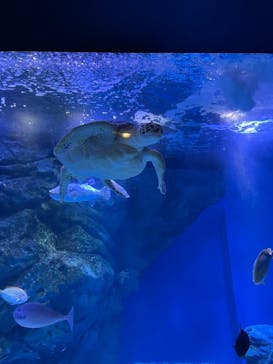 マクセル アクアパーク品川に投稿された画像（2021/9/11）