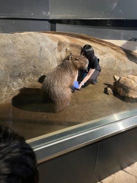 マクセル アクアパーク品川に投稿された画像（2021/9/11）