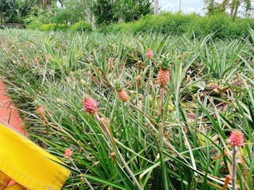 ナゴパイナップルパークに投稿された画像（2021/9/11）