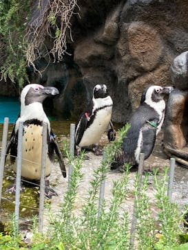 サンシャイン水族館に投稿された画像（2021/9/11）