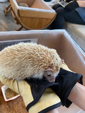 カワウソカフェHARRY原宿テラス店に投稿された画像（2021/9/11）