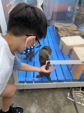 カワウソカフェHARRY原宿テラス店に投稿された画像（2021/9/11）