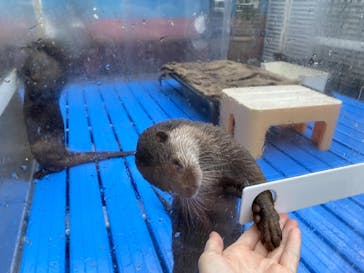 カワウソカフェHARRY原宿テラス店に投稿された画像（2021/9/11）