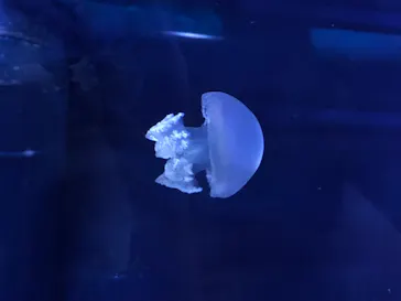 すみだ水族館に投稿された画像（2021/9/11）