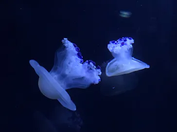 すみだ水族館に投稿された画像（2021/9/11）