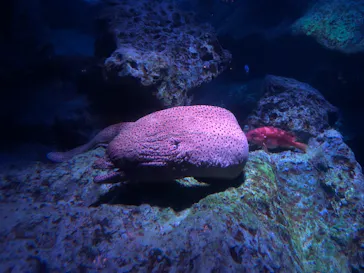 すみだ水族館に投稿された画像（2021/9/11）