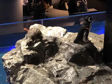 すみだ水族館に投稿された画像（2021/9/11）