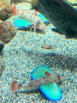 新江ノ島水族館に投稿された画像（2021/9/11）