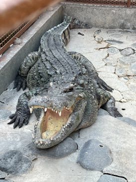 熱川バナナワニ園に投稿された画像（2021/9/11）