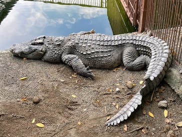 熱川バナナワニ園に投稿された画像（2021/9/11）