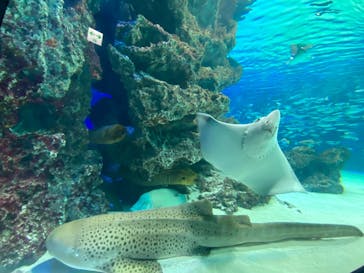 サンシャイン水族館に投稿された画像（2021/9/11）