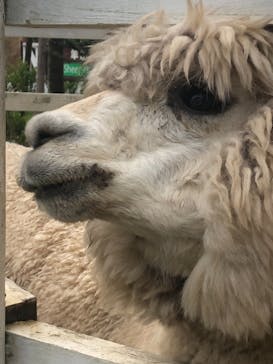 神戸どうぶつ王国に投稿された画像（2021/9/11）