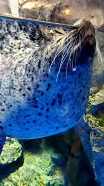 マクセル アクアパーク品川に投稿された画像（2021/9/11）