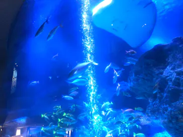 すみだ水族館に投稿された画像（2021/9/11）