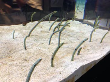 すみだ水族館に投稿された画像（2021/9/11）