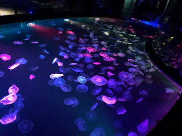 すみだ水族館に投稿された画像（2021/9/11）