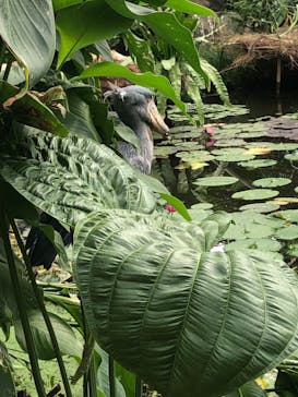 神戸どうぶつ王国に投稿された画像（2021/9/11）