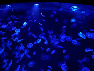 すみだ水族館に投稿された画像（2021/9/11）