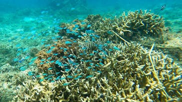 ちゃこたびに投稿された画像（2021/9/11）