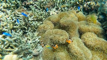 ちゃこたびに投稿された画像（2021/9/11）