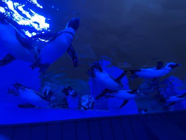 サンシャイン水族館に投稿された画像（2021/9/11）