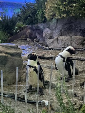 サンシャイン水族館に投稿された画像（2021/9/11）