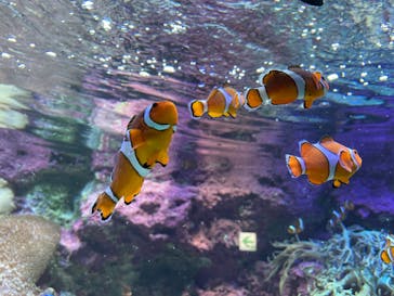 サンシャイン水族館に投稿された画像（2021/9/11）