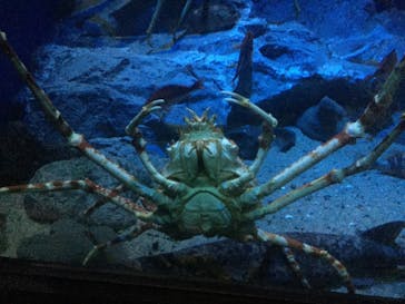 名古屋港水族館に投稿された画像（2021/9/11）