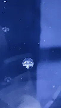 すみだ水族館に投稿された画像（2021/9/11）