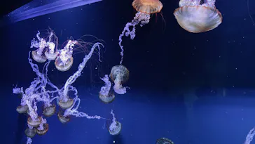 すみだ水族館に投稿された画像（2021/9/11）