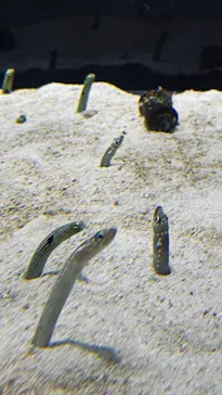 すみだ水族館に投稿された画像（2021/9/11）