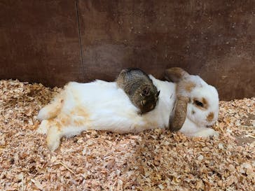 Moff animal world MARK IS みなとみらい店に投稿された画像（2021/9/11）