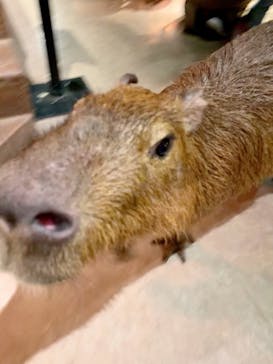 Moff animal world MARK IS みなとみらい店に投稿された画像（2021/9/12）