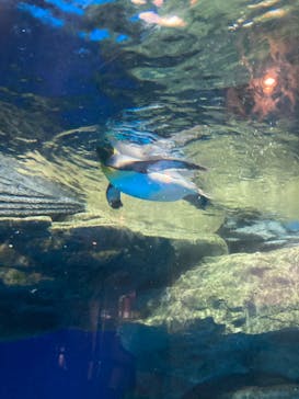 マクセル アクアパーク品川に投稿された画像（2021/9/12）