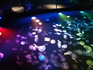 すみだ水族館に投稿された画像（2021/9/12）