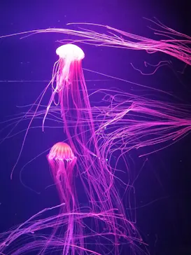 すみだ水族館に投稿された画像（2021/9/12）