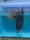 鳥羽水族館に投稿された画像（2021/9/12）