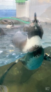 新江ノ島水族館に投稿された画像（2021/9/12）