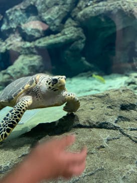 名古屋港水族館に投稿された画像（2021/9/12）