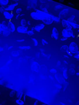 名古屋港水族館に投稿された画像（2021/9/12）