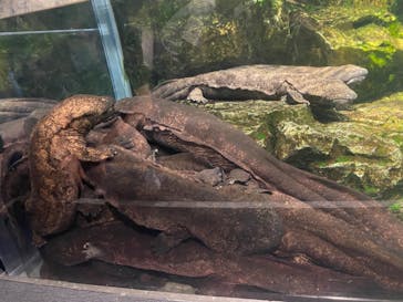 京都水族館に投稿された画像（2021/9/12）