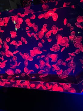 名古屋港水族館に投稿された画像（2021/9/12）